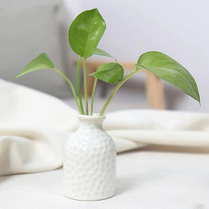 Ceramic Flower Vase Pot Hydroponic Bottle Creative Vase for Plants Office Desktop Ornament Home Room Decor Garden Flowerpot LAVIVA